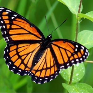 Meet your Posher, Jessi